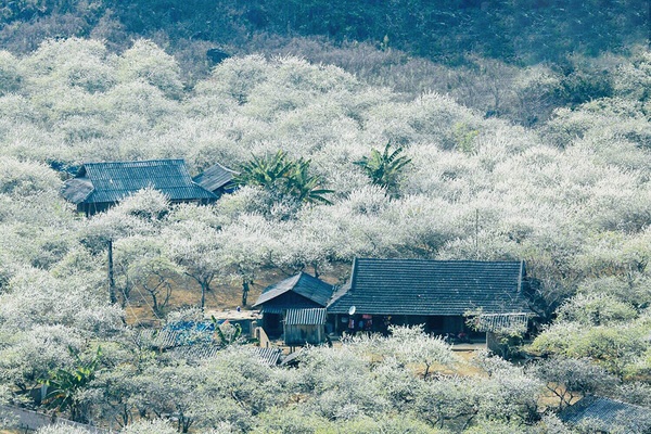 Mùa hoa mận nở rộ ở Mộc Châu