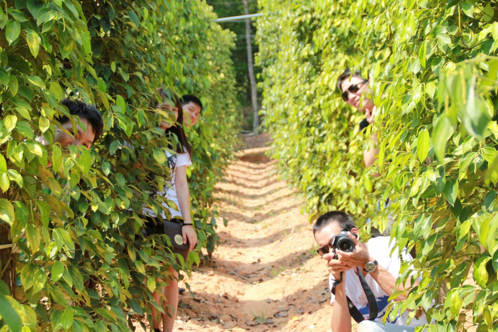 Trải nghiệm cuộc sống nông dân thú vị ở vườn tiêu Phú Quốc