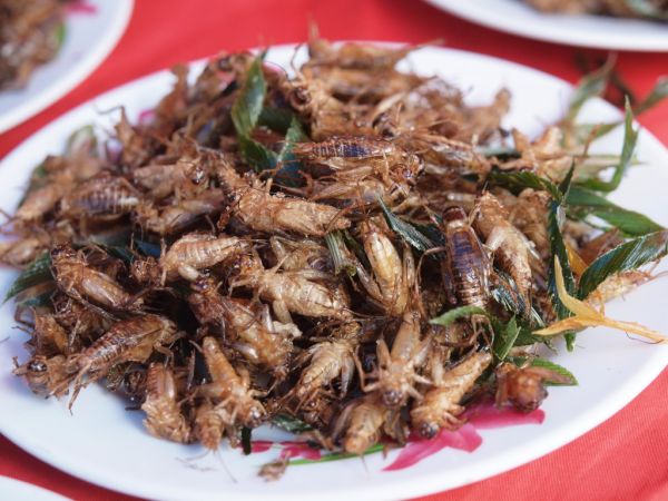Fried insects
