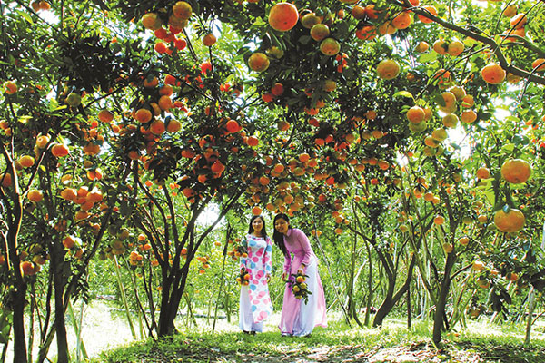 Vườn trái cây Mỹ Khánh