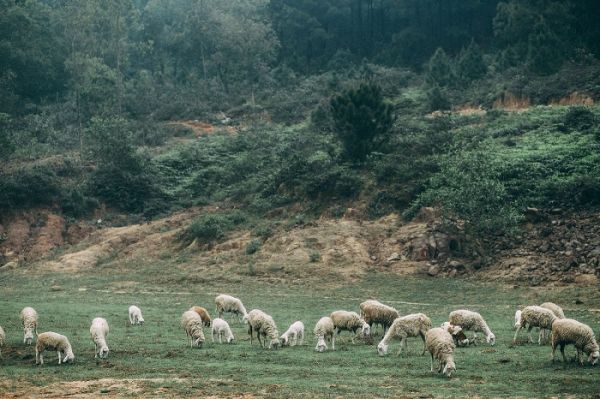 Cánh đồng chăn cừu
