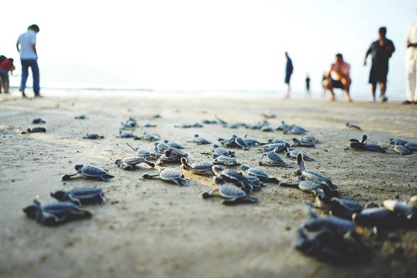 Mùa rùa sinh sản ở Côn Đảo