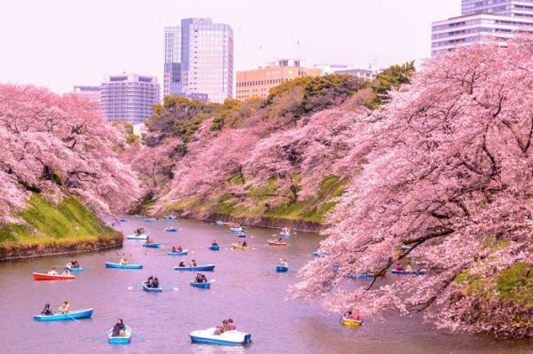 Du lịch ngắm hoa anh đào Nhật Bản