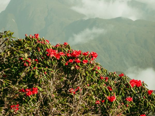 Ngất ngây trước vẻ đẹp của hoa đỗ quyên trên đỉnh Phan Xi Păng