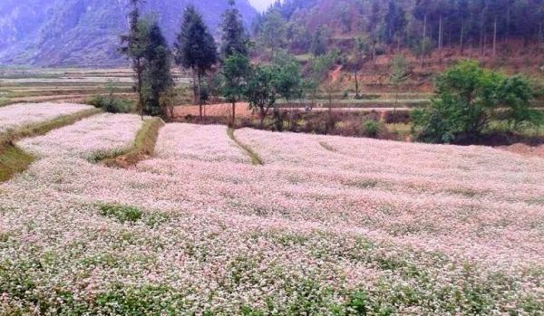 Mùa hoa tam giác mạch trên Hà Giang 