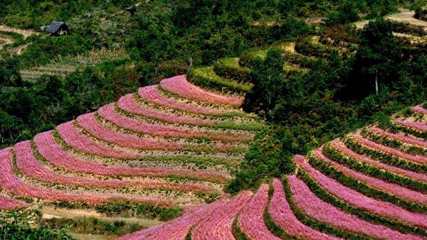 Những cánh đồng hoa tam giác mạch Hà Giang vào tháng 10