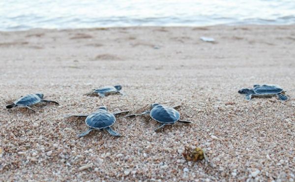 Thả rùa con về biển trong một buổi sáng ở Côn Đảo