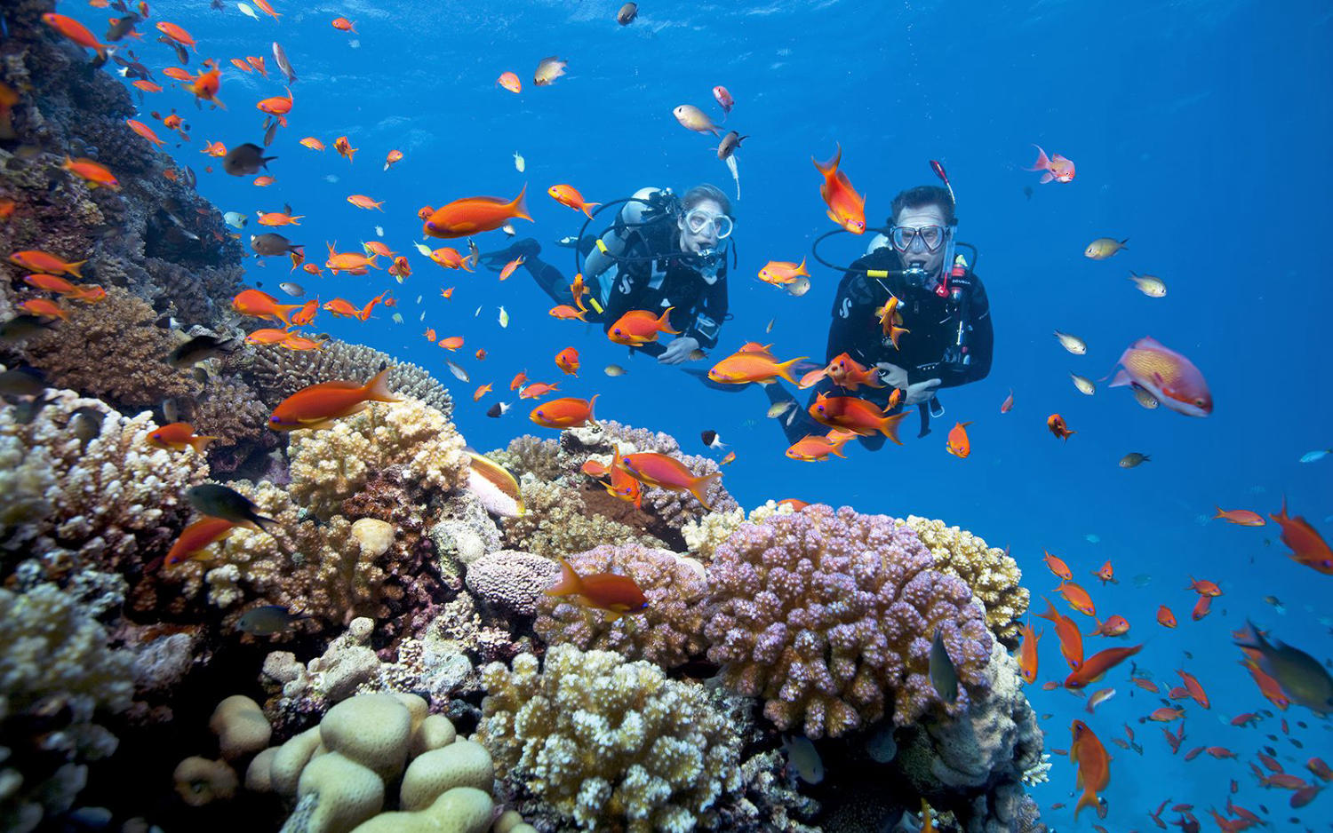 Khám phá hệ thống san hô đẹp mê hồn khiến bao người say đắm