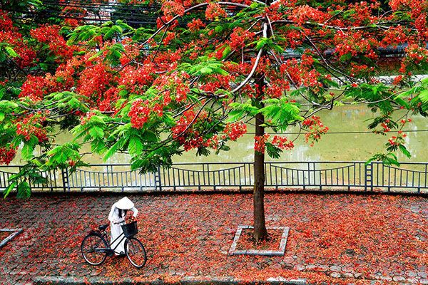 Vé máy bay Đà Nẵng Hải Phòng