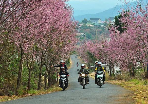 Vé máy bay đi Đà Lạt giá bao nhiêu?